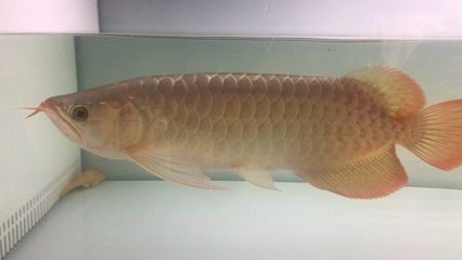 梨樹縣哪里賣龍魚：克孜勒蘇柯爾克孜自治州購買龍魚的渠道 全國龍魚店鋪 第2張