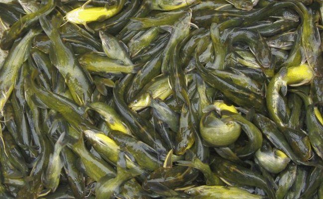 梨樹縣哪里賣龍魚：克孜勒蘇柯爾克孜自治州購買龍魚的渠道 全國龍魚店鋪 第5張