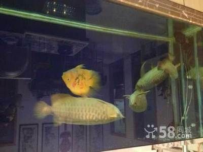 常山哪里賣龍魚：在寧波江北區(qū)購買龍魚 全國龍魚店鋪 第1張