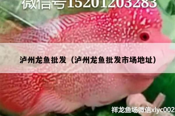 巴青哪里賣龍魚(yú)：巴青縣龍魚(yú)品種及特點(diǎn)介紹龍魚(yú)品種及特點(diǎn)介紹 全國(guó)龍魚(yú)店鋪 第4張