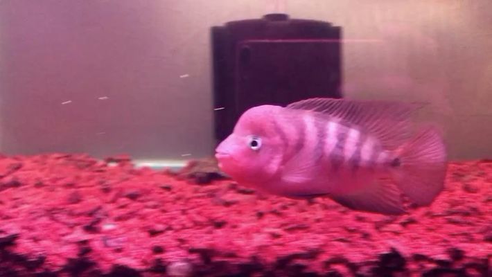 定結哪里賣龍魚：定結哪里賣龍魚？定結水族館購買指南 全國龍魚店鋪 第2張