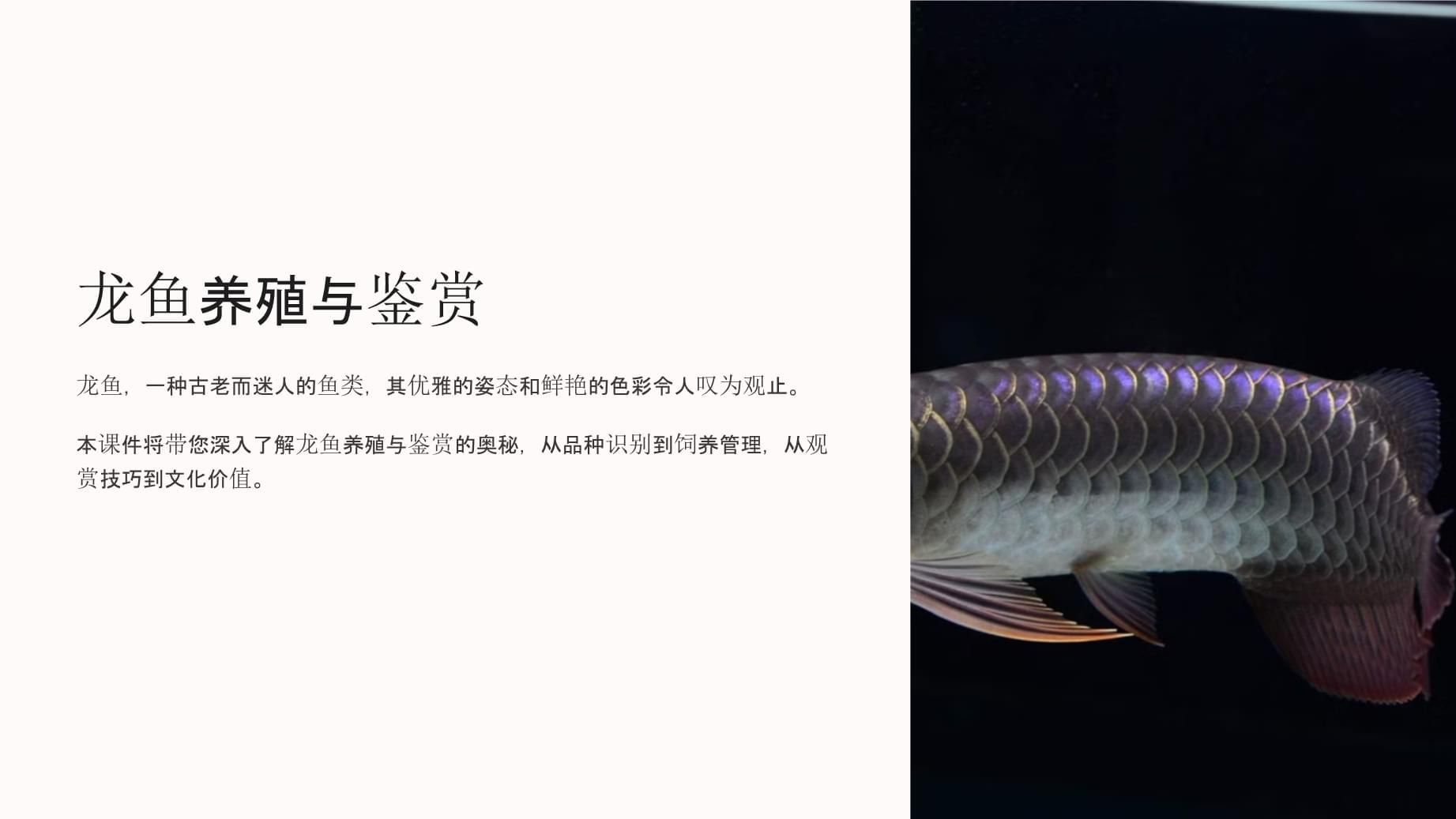 景洪哪里賣龍魚：西雙版納觀賞魚市場(chǎng)價(jià)格,西雙版納觀賞魚市場(chǎng)地址 全國(guó)龍魚店鋪 第4張