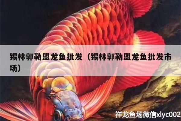 巴彥淖爾哪里賣龍魚：阿拉善盟購(gòu)買龍魚的渠道 全國(guó)龍魚店鋪 第3張