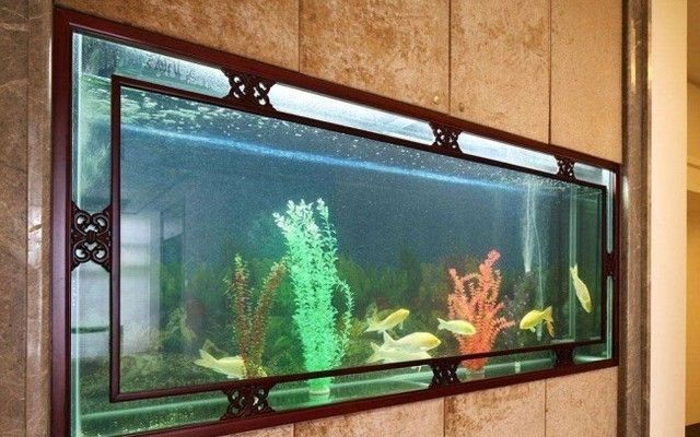 雷龍魚是什么科：雷龍魚屬于哪一個科的魚類, 水族問答 第1張