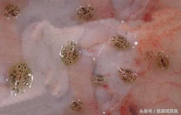 龍魚黑鱗什么原因：如何鑒別和處理龍魚的黑鱗問題？ 水族問答