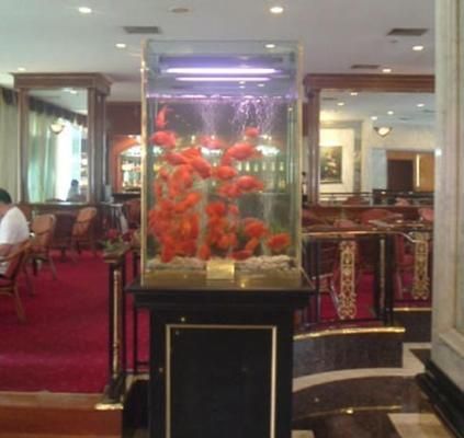 廈門森森魚缸專賣店：廈門森森魚缸專賣店信息 彩鰈魚缸（彩蝶魚缸） 第1張