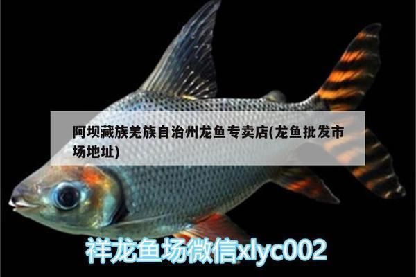 阿壩藏族羌族自治州彩鰈魚缸專賣店：四川阿壩藏族羌族自治州彩鰈魚缸專賣店 彩鰈魚缸（彩蝶魚缸） 第2張