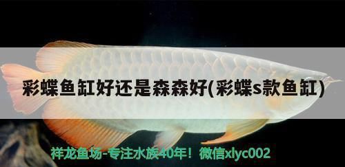 阿里彩鰈魚缸專賣店：探討阿里彩鰈魚缸專賣店的經(jīng)營(yíng)現(xiàn)狀及市場(chǎng)前景 彩鰈魚缸（彩蝶魚缸） 第1張