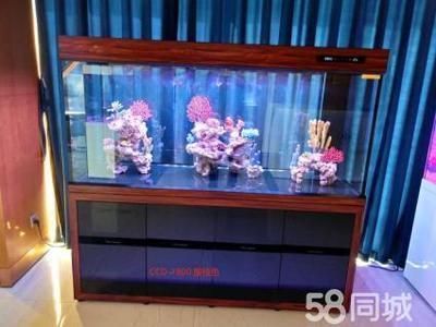 岳陽可麗愛魚缸專賣店：岳陽可麗愛魚缸專賣店排行岳陽水族館地址查詢 彩鰈魚缸（彩蝶魚缸） 第4張