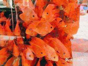 惠州森森魚缸專賣店：惠州森森魚缸專賣店介紹 彩鰈魚缸（彩蝶魚缸） 第2張