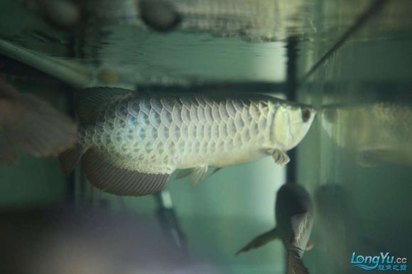 烏海彩鰈魚缸專賣店 彩鰈魚缸（彩蝶魚缸） 第4張