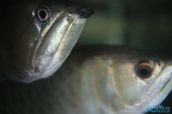 宿遷彩鰈魚缸專賣店：宿遷彩鰈魚缸專賣店彩蝶魚缸