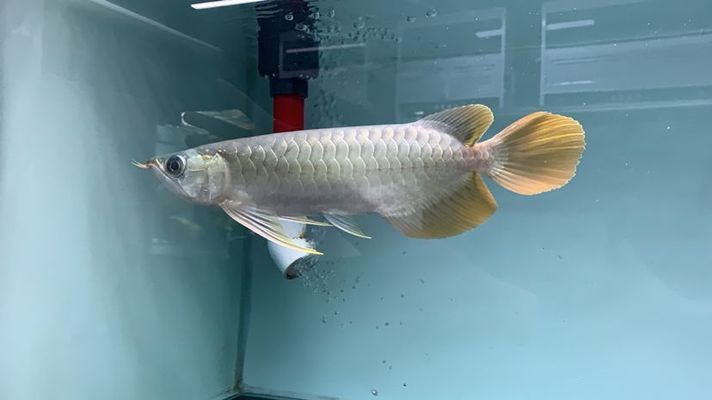 黃南藏族自治州彩鰈魚缸專賣店：青海黃南藏族自治州彩鰈魚缸專賣店 彩鰈魚缸（彩蝶魚缸） 第3張