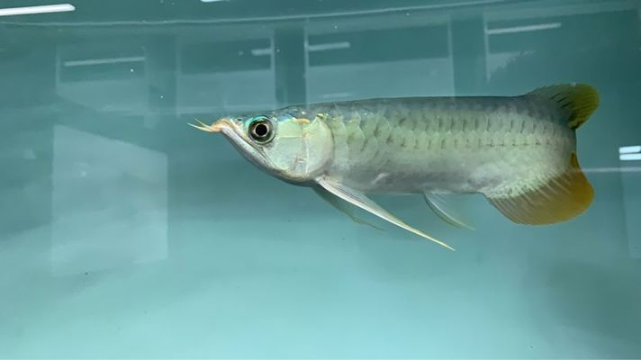 黃南藏族自治州彩鰈魚(yú)缸專賣(mài)店：青海黃南藏族自治州彩鰈魚(yú)缸專賣(mài)店