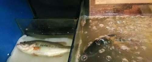 錫林郭勒盟彩鰈魚(yú)缸專賣店：錫林郭勒盟彩鰈專賣店