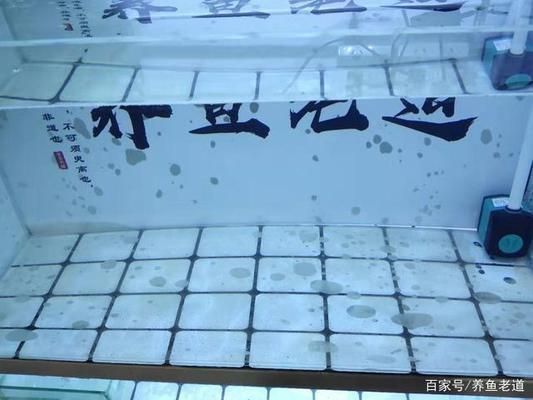 福州可麗愛魚缸專賣店：福州可麗愛魚缸專賣店全國統(tǒng)一售后全國統(tǒng)一售后 彩鰈魚缸（彩蝶魚缸） 第2張