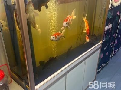 鄂爾多斯森森魚缸專賣店：鄂爾多斯森森魚缸專賣店信息 彩鰈魚缸（彩蝶魚缸） 第4張