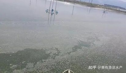 浙江龍魚市場價(jià)格行情最新：浙江龍魚價(jià)格最近有什么變化嗎？ 水族問答 第1張