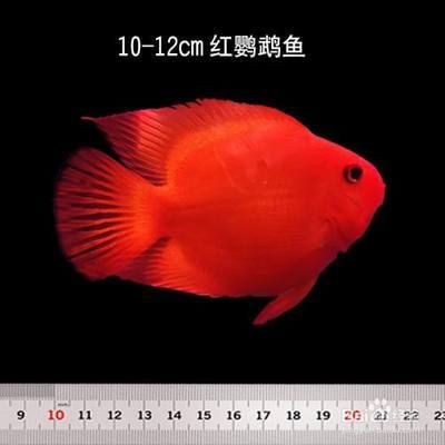 最貴的龍魚價格表：關(guān)于龍魚價格的問題 水族問答 第2張