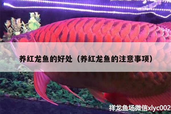 養(yǎng)紅龍魚的好處（養(yǎng)紅龍魚的注意事項(xiàng)） 廣州水族批發(fā)市場(chǎng)