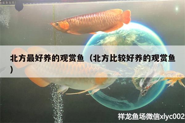 北方最好養(yǎng)的觀賞魚(yú)（北方比較好養(yǎng)的觀賞魚(yú)）