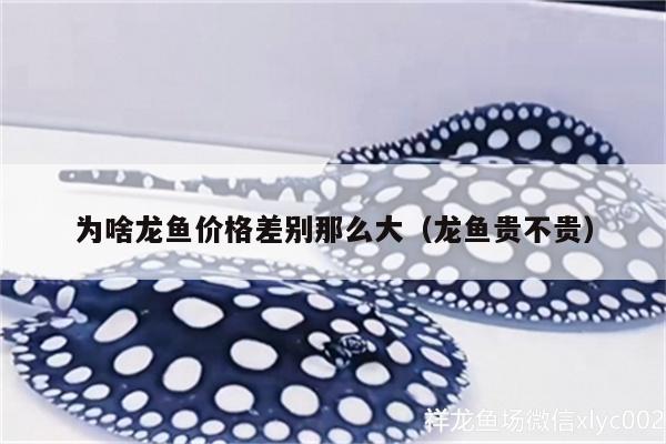 為啥龍魚價格差別那么大（龍魚貴不貴）