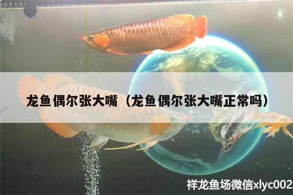 龍魚偶爾張大嘴（龍魚偶爾張大嘴正常嗎）