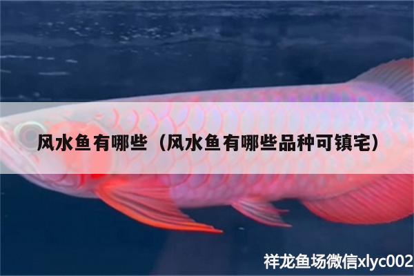 風水魚有哪些（風水魚有哪些品種可鎮(zhèn)宅） 魚缸風水