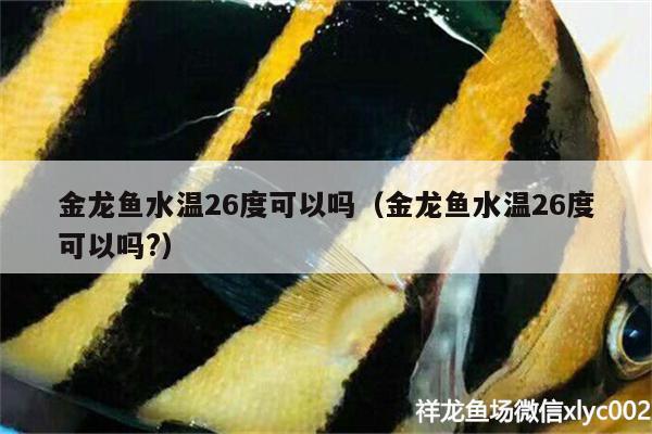 金龍魚水溫26度可以嗎（金龍魚水溫26度可以嗎?） 白子銀版魚苗