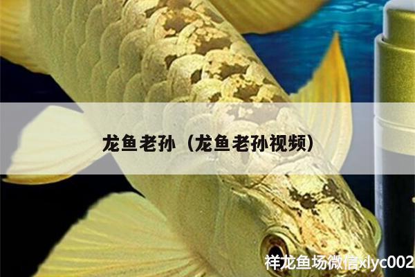 龍魚老孫（龍魚老孫視頻） 埃及神仙魚