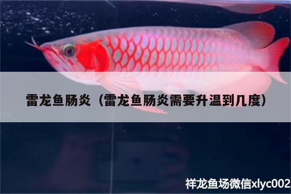 雷龍魚腸炎（雷龍魚腸炎需要升溫到幾度）