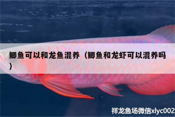 鯽魚(yú)可以和龍魚(yú)混養(yǎng)（鯽魚(yú)和龍蝦可以混養(yǎng)嗎）