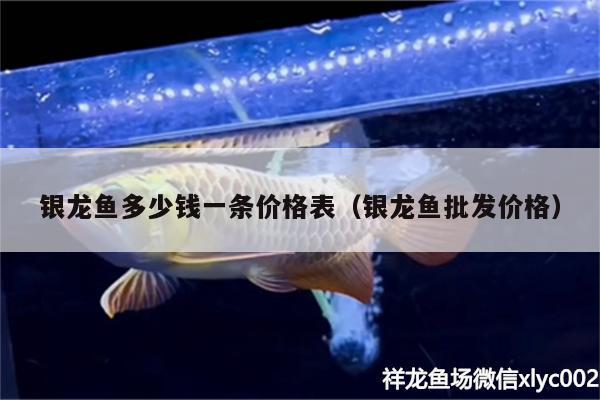 銀龍魚多少錢一條價格表（銀龍魚批發(fā)價格） 龍魚批發(fā)