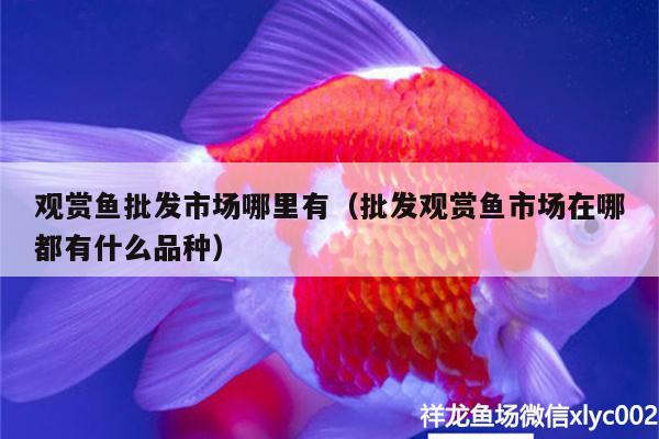 觀賞魚批發(fā)市場(chǎng)哪里有（批發(fā)觀賞魚市場(chǎng)在哪都有什么品種）