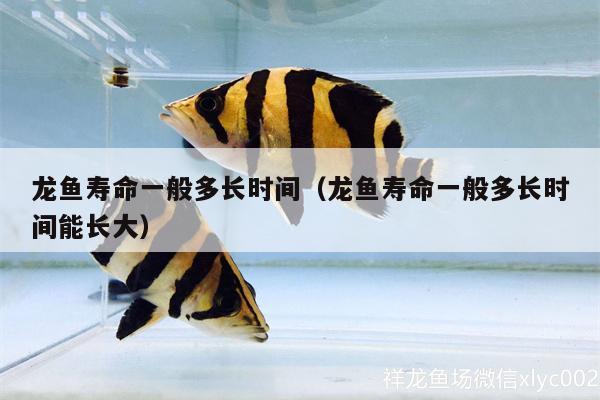 龍魚壽命一般多長時(shí)間（龍魚壽命一般多長時(shí)間能長大）