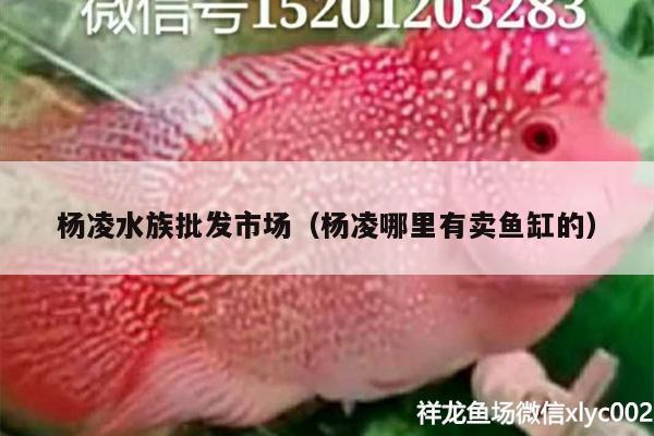 楊凌水族批發(fā)市場（楊凌哪里有賣魚缸的） 觀賞魚水族批發(fā)市場