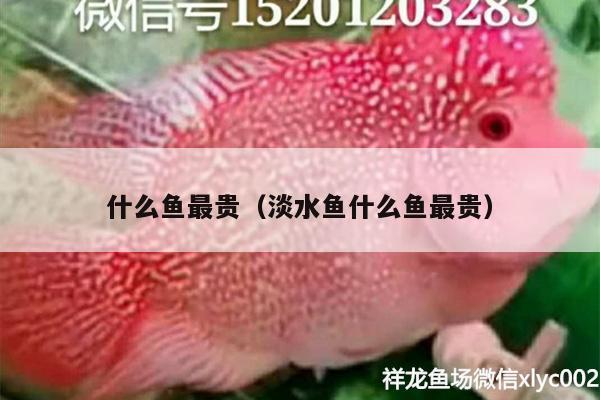 什么魚最貴（淡水魚什么魚最貴） 黑金魟魚