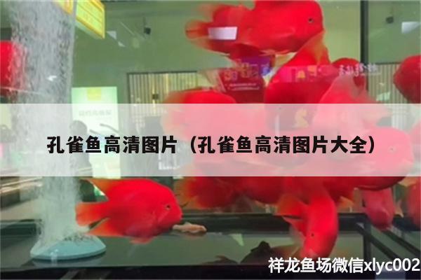 孔雀魚高清圖片（孔雀魚高清圖片大全） 福魟魟魚