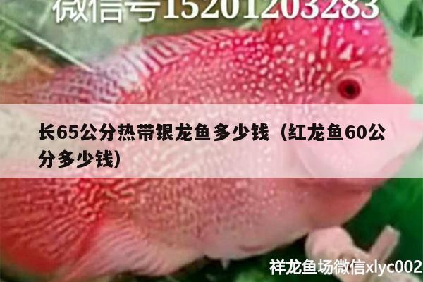 長(zhǎng)65公分熱帶銀龍魚多少錢（紅龍魚60公分多少錢） 銀龍魚