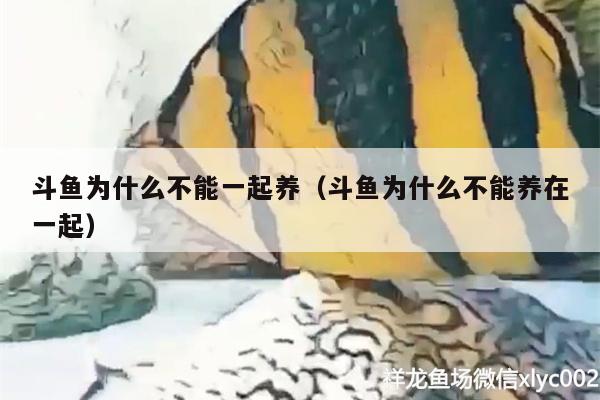 斗魚為什么不能一起養(yǎng)（斗魚為什么不能養(yǎng)在一起）