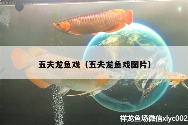 五夫龍魚(yú)戲（五夫龍魚(yú)戲圖片）