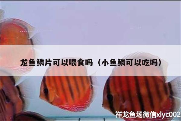 龍魚鱗片可以喂食嗎（小魚鱗可以吃嗎） 白子黃化銀龍魚