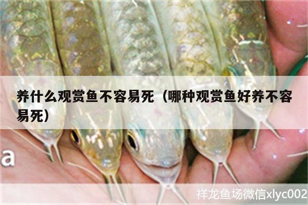 養(yǎng)什么觀賞魚不容易死（哪種觀賞魚好養(yǎng)不容易死） 黑水素