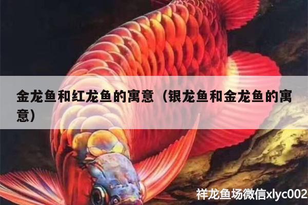 金龍魚和紅龍魚的寓意（銀龍魚和金龍魚的寓意）