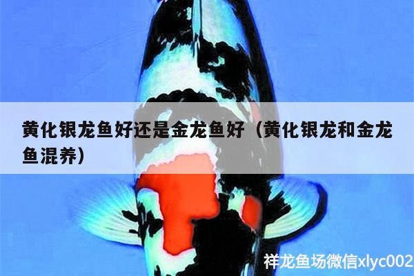 黃化銀龍魚好還是金龍魚好（黃化銀龍和金龍魚混養(yǎng)） 銀龍魚 第2張