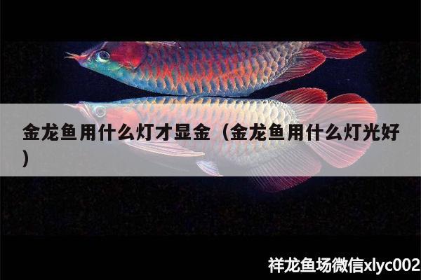 金龍魚用什么燈才顯金（金龍魚用什么燈光好） 大日玉鯖魚