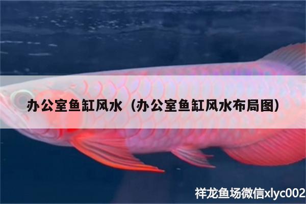 辦公室魚缸風水（辦公室魚缸風水布局圖）