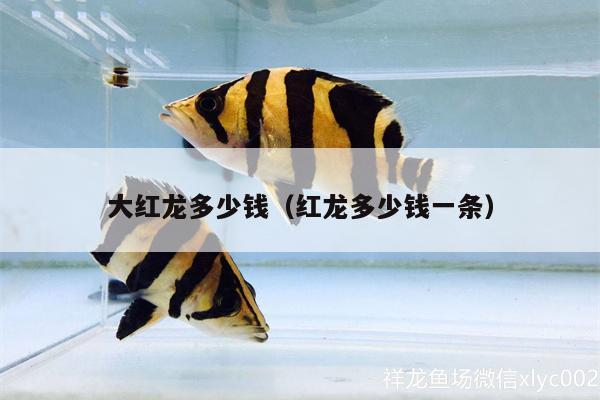 大紅龍多少錢（紅龍多少錢一條） 野彩魚