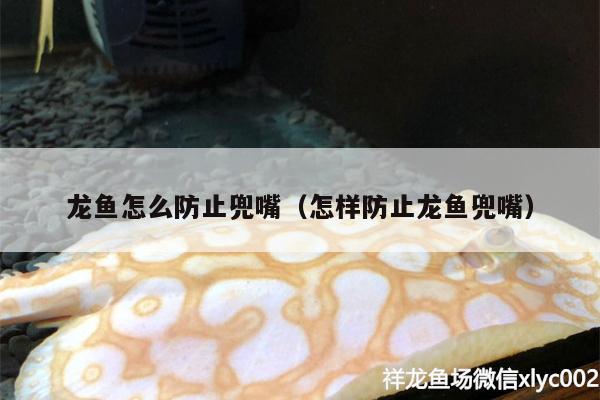 龍魚怎么防止兜嘴（怎樣防止龍魚兜嘴）