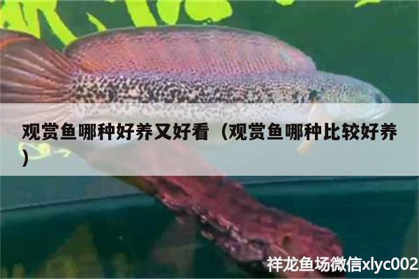 觀賞魚(yú)哪種好養(yǎng)又好看（觀賞魚(yú)哪種比較好養(yǎng)）